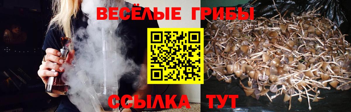 Зеленогорск  Галлюциногенные грибы Psilocybine cubensis  Вход с VPN 